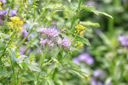 植物, 捕获裁剪, 昆虫, 蜜蜂, 花粉, 花, 自然