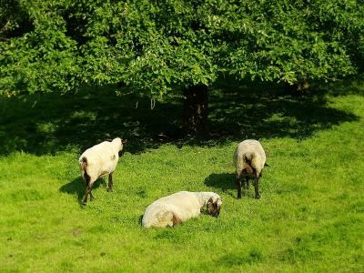 羊, 动物, 自然, 羊毛, 草甸, 吃草