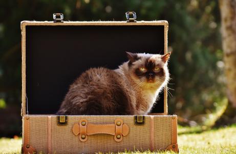 猫, 英国短毛猫, 行李, mieze, 纯种狗, 家猫, 短头发