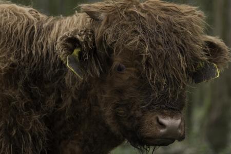 棕色, 苏格兰, 汉兰达, 母牛, 牛, 森林, 苏格兰高地