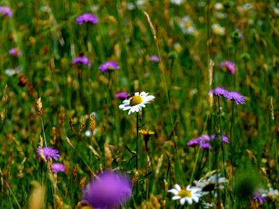 草甸, 心情, 自然, 花, 春天, 气氛, 沉默