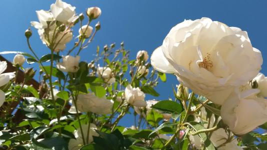 白玫瑰天空, 白玫瑰, 花, 白色, 蓝色, 上升, 天空