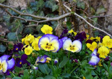 紫罗兰, 花, 自然, 花园, 蓝色, 紫色, 黄色