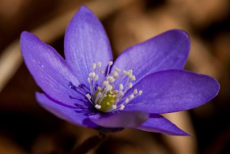 花, 紫罗兰色, 春天, 自然