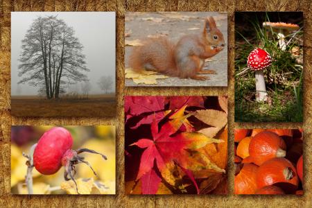 秋天, 拼贴, 秋天的心情, 中秋节, 松鼠, 藤叶, 飞金顶