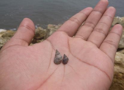 手, 蜗牛, 海滩, 海, 蜗牛, 小, 沙子