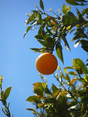 橙色, 水果, 橘树, 树, 长春, 柑橘, 钻石绿