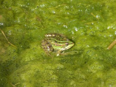青蛙, 池塘, 绿色, 水, 野生动物, 动物, 两栖类动物