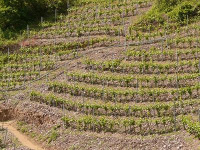 葡萄园, 陡峭的斜坡, 葡萄种植, 葡萄酒, 陡峭的位置, 摩泽尔, mosel 酒桶