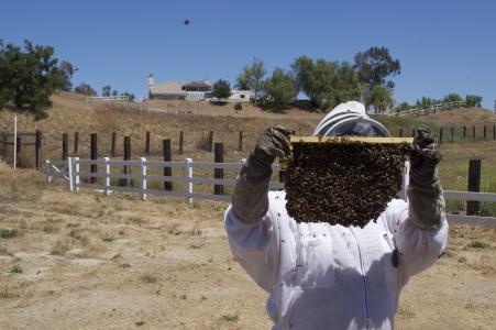 蜂蜜, 蜜蜂, 蜂蜜罐, 蜜蜂, 昆虫, 蜜蜂, 昆虫