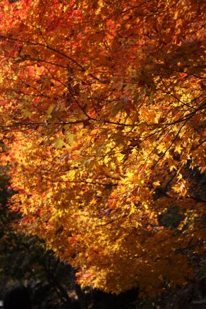 秋天, 秋天的落叶, 叶, 木材, 树, 自然, 黄色