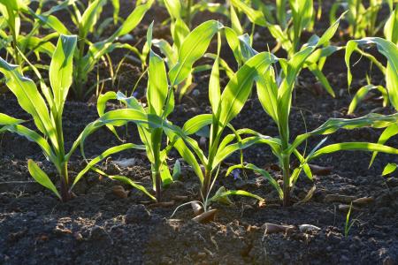 玉米, 农业, 土壤, 植物, 污垢, 农场, 花园