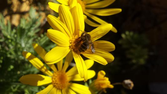 自然, 花, 蜜蜂, 蜂蜜, 花园, 黛西, 植物区系
