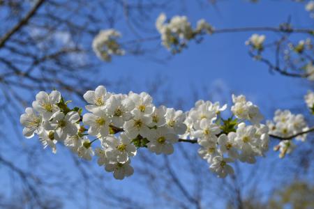 花, 花, 白花, 白 fiorii, 樱桃, 绽放, 春天