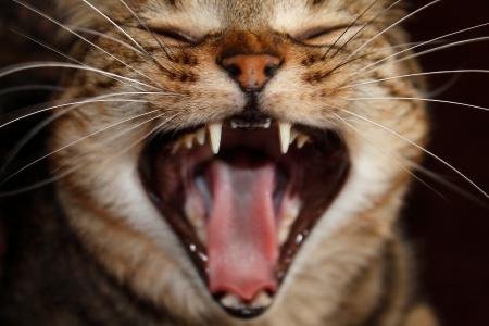 猫, 愤怒, 笑, 猫愤怒, 聊天, 动物, 哺乳动物
