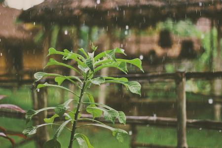 下着雨, 雨滴, 植物, 叶子, 湿法, 自然, 植物