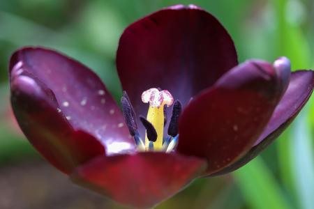 黑郁金香, 开郁金香, 雌蕊, 产生花粉块的兰花, 花, 植物, 自然