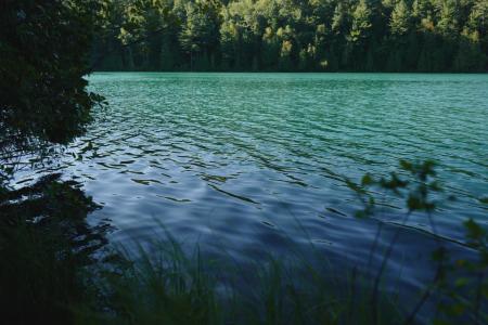 平静, 身体, 水, 包围, 树木, 湖, 绿色