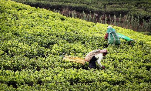 茶的收获, 三通, 茶园, 斯里兰卡, 里面的工人, 茶叶采摘, 人工林