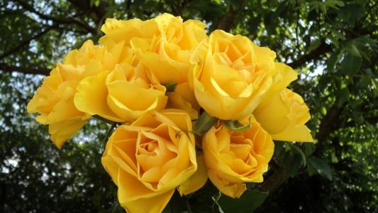 玫瑰, 花束, 黄玫瑰, 束玫瑰花, 玫瑰绽放, 花的花束反对绿色背景, 浪漫