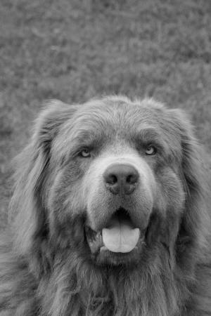 狗, 犬, 纽芬兰省, 灰色, 肖像, 大, 寻找