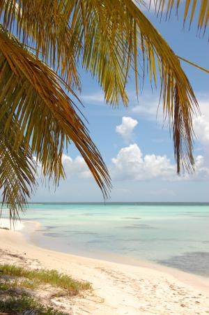 海滩, 海边, 海边, 海岸, 滨, 多米尼加共和国, 棕榈