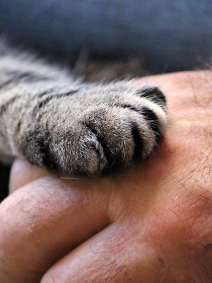 猫的爪子, 手, 猫, 人类, 信任, 手给, 关闭