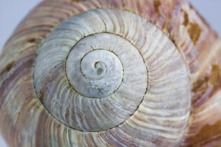 蜗牛, 壳, 住房, 自然, 螺旋, 宏观, 动物的壳