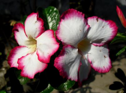 邦加邦加, kamboja jepang, 贾瓦, 印度尼西亚, 花, 夹竹桃, 粉色