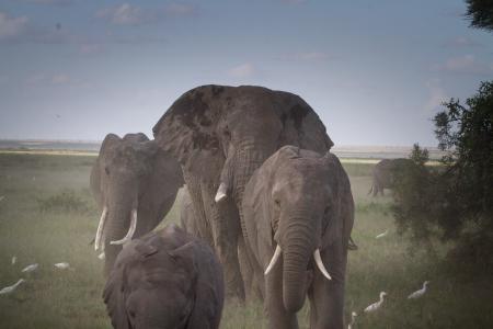 群大象, 大象, 国家公园, 肯尼亚, 非洲, 非洲布什大象, 大五人格
