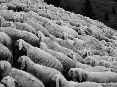 羊, 群羊, 牧场, 羊群, 动物, 草甸, schäfchen