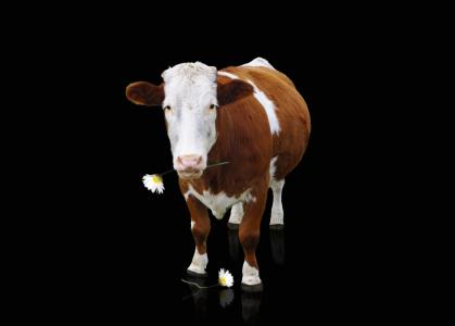 母牛, 牛肉, 动物, 奶牛, 哺乳动物, 喇叭, 西门塔尔牛