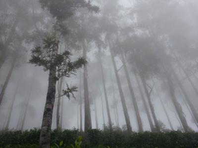 李普的位子, 雾, 森林, haputhale, 斯里兰卡, 自然, 亚洲