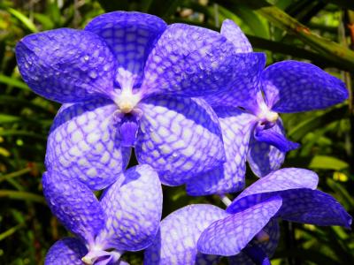兰花, 花, 蓝色紫色花