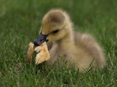 鸭, 小鸭, 面包, 吃, 可爱, 黄色, 宝贝