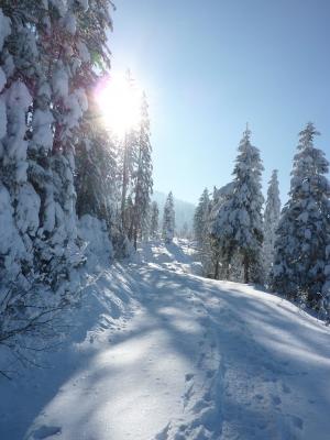 寒冷, 雪, 山脉, 感冒, 白雪皑皑, 森林, 冬天的魔法