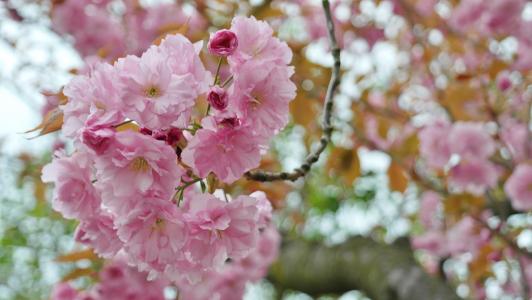 樱桃, 樱花, 花伞形花序, 春天, 粉色, 乐观, 楞次定律