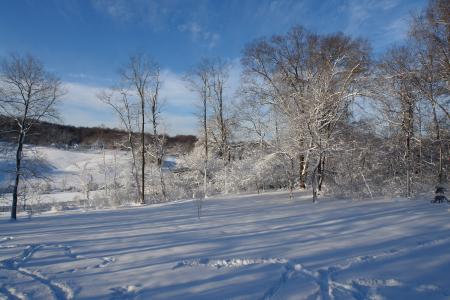 冬季仙境, 雪, 树, 12 月, 视图