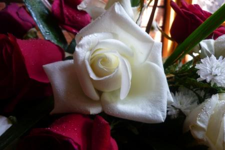 罗莎, 白色, 纹理, 花束, 花, 玫瑰, 红色