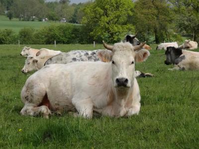 母牛, 阿登, 牧场, 比利时, 蓝蓝的天空, 草, 绿色
