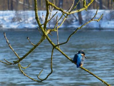 翠鸟, 鸟, 多瑙河, 冬天, 自然, 野生动物, 动物