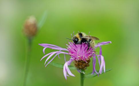 蜜蜂, 昆虫, 开花, 绽放, 宏观, 紫色, 花粉