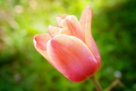 花, 郁金香, 开花, 绽放, 橙色粉红色, 春天, 花园