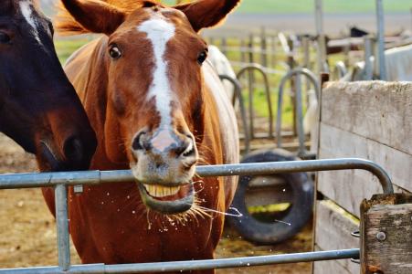 马, 动物, 有趣, 做鬼脸, 骑, reiterhof, 棕色
