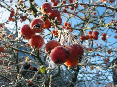 浆果, 弗罗斯特, 冬天, 冻结, 感冒, 浆果红, 冰冷