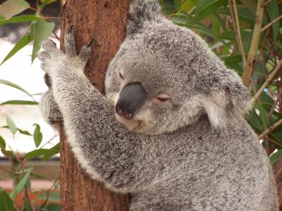 树袋熊, 澳大利亚, 有袋类动物, 动物, 野生动物, 熊, 桉树