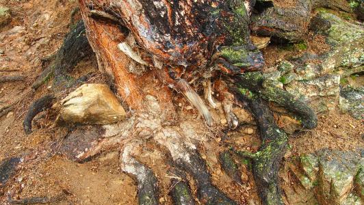 腐烂的树, 树的根, 蜘蛛网, 自然, 腐烂的, 木材, 树干