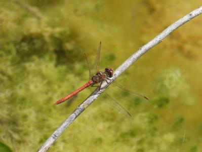 蜻蜓, sympetrum striolatum, 红蜻蜓, 分公司, 有翅膀的昆虫