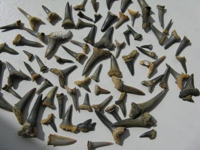 鲨鱼牙, 化石, 海, 灭绝, 石头, 史前时代, meeresbewohner