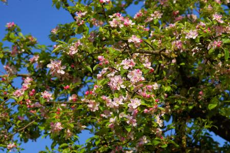 苹果树开花, 树上苹果, 苹果树上的花, 开花, 绽放, 春天, 自然